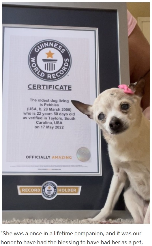 ギネス世界記録認定証明書とトイ・フォックス・テリアの“ペブルス”（画像は『Guinness World Records　2022年10月5日付「Pebbles, the world’s oldest dog, passes away aged 22」』のスクリーンショット）