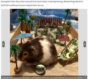 スパッドが大好きだったハワイのセット（画像は『KHON2　2022年10月11日付「UK woman travels 7,000 miles to Hawaii to scatter hamster’s ashes」（Courtesy: Lisa Murray-Lang）』のスクリーンショット）