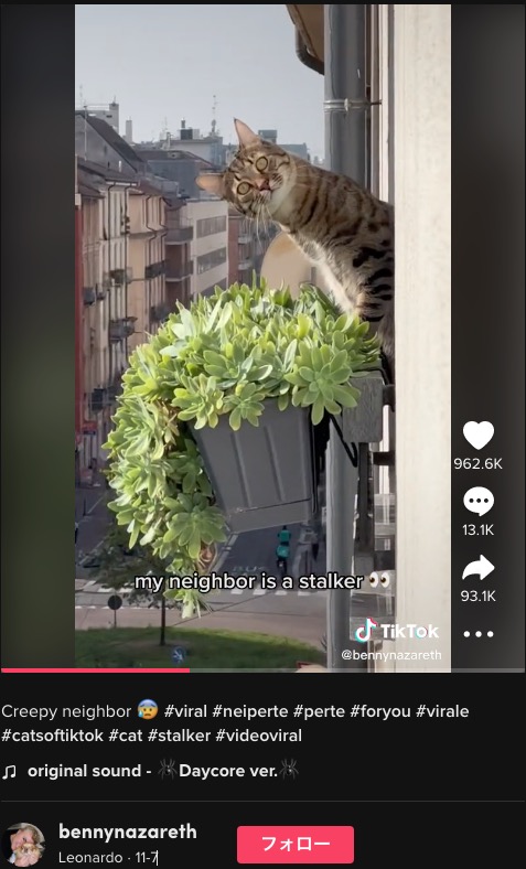 身を乗り出して凝視する猫（画像は『Leonardo　2022年11月7日付TikTok「Creepy neighbor」』のスクリーンショット）