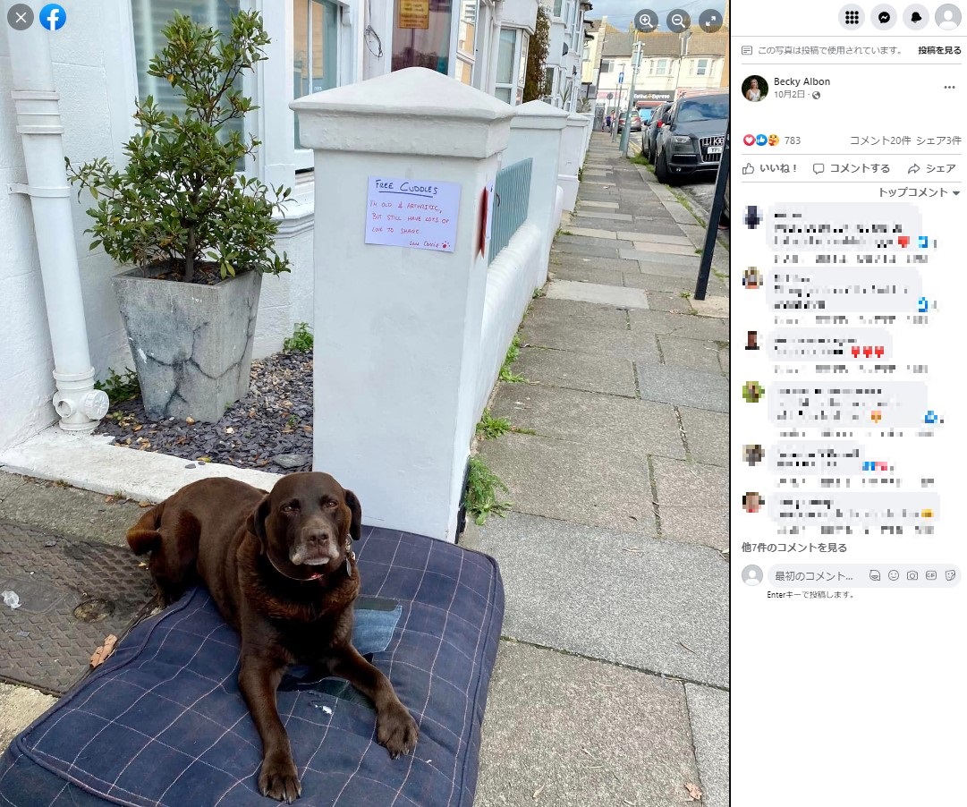 撫でてくれる人を待っている老犬（画像は『Becky Albon　2022年10月2日付Facebook「Just went for a walk and met lovely Connie waiting on her doorstep for free cuddles」』のスクリーンショット）