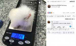 体重わずか20グラムほどの小さなヒナ（画像は『Bonorong Wildlife Sanctuary　2022年11月13日付Facebook「Monday guessing game: Can you tell what this cute little fluff ball is?」』のスクリーンショット）