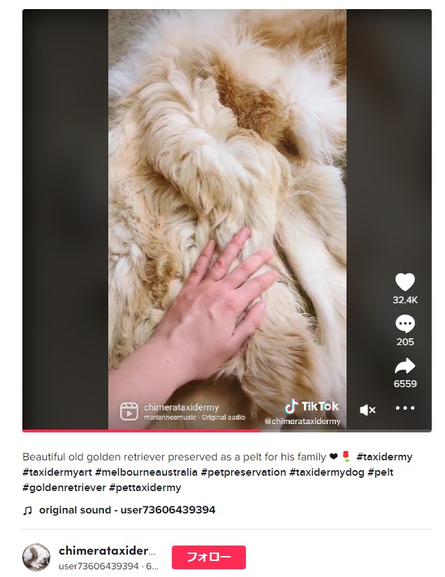 装飾用のラグマットになった愛犬（画像は『user73606439394　2022年10月24日付TikTok「Beautiful old golden retriever preserved as a pelt for his family」』のスクリーンショット）