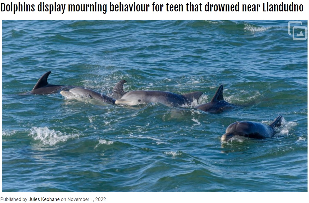 イルカたちは少女の死を察したか（画像は『Cape Town ETC　2022年11月1日付「Dolphins display mourning behaviour for teen that drowned near Llandudno」』のスクリーンショット）