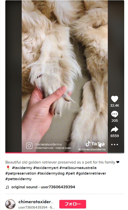 前足もそのままの毛皮として保存（画像は『user73606439394　2022年10月24日付TikTok「Beautiful old golden retriever preserved as a pelt for his family」』のスクリーンショット）