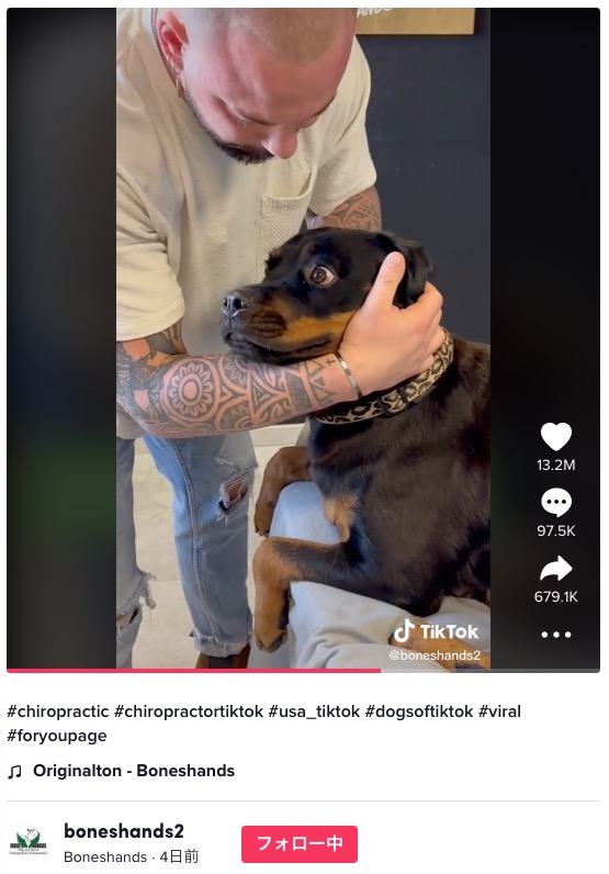 「ボキッ」の音に唖然とする犬（画像は『Boneshands　2022年10月30日付TikTok「＃chiropractic ＃chiropractortiktok」』のスクリーンショット）