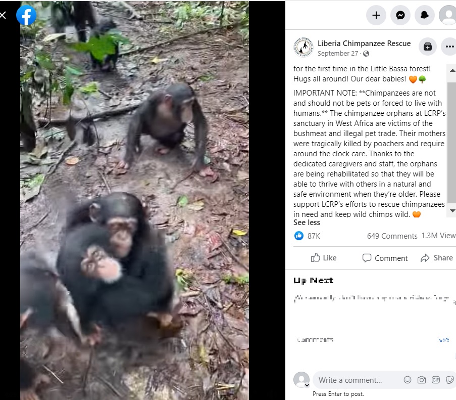 森にやってきた孤児を抱きしめる仲間（画像は『Liberia Chimpanzee Rescue　2022年9月27日付Facebook「Little boy Beckley meets all of his new family for the first time」』のスクリーンショット）