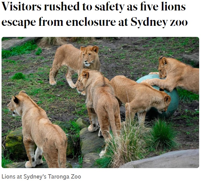タロンガ動物園で暮らすライオンたち（画像は『Independent.ie　2022年11月2日付「Visitors rushed to safety as five lions escape from enclosure at Sydney zoo」』のスクリーンショット）