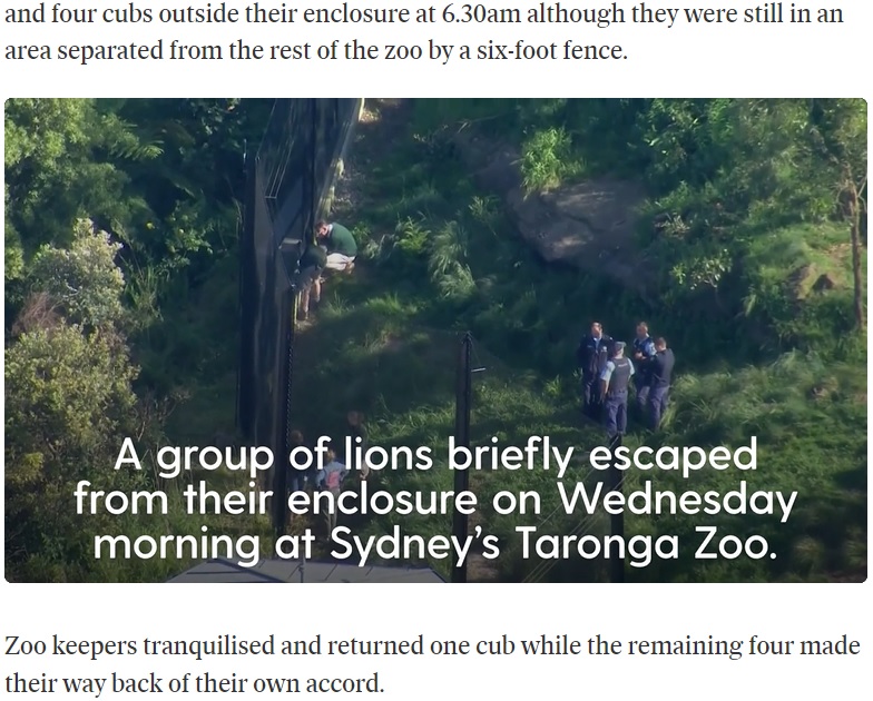 ライオンの脱走後、警察官らが付近を捜索（画像は『Independent.ie　2022年11月2日付「Visitors rushed to safety as five lions escape from enclosure at Sydney zoo」』のスクリーンショット）