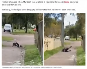 マイケルさんを執拗に攻撃するマグパイ（画像は『7NEWS Australia　2022年9月22日付「NSW man attacked by magpie moments after bragging to mates about never being swooped」（Credit: 7NEWS）』のスクリーンショット）