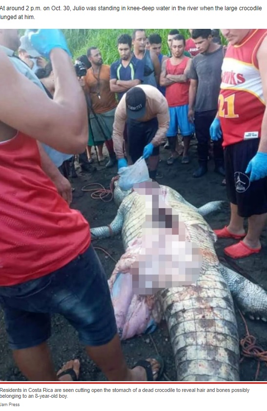 腹部をナイフで切り裂かれたワニ（画像は『New York Post　2022年11月29日付「8-year-old boy mauled and beheaded by crocodile in front of his parents」（Jam Press）』のスクリーンショット）