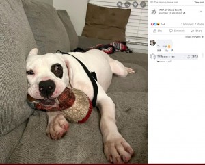 リラックスしたピーティ（画像は『SPCA of Wake County　2022年11月15日付Facebook「This adoption update just melted our hearts!」』のスクリーンショット）