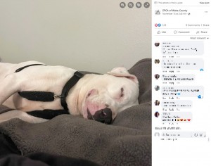 笑いながら眠るピーティ（画像は『SPCA of Wake County　2022年11月15日付Facebook「This adoption update just melted our hearts!」』のスクリーンショット）