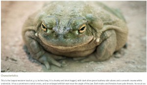 成犬を死に至らしめるほど強力な毒を分泌（画像は『Oakland Zoo　「Colorado River Toad」』のスクリーンショット）