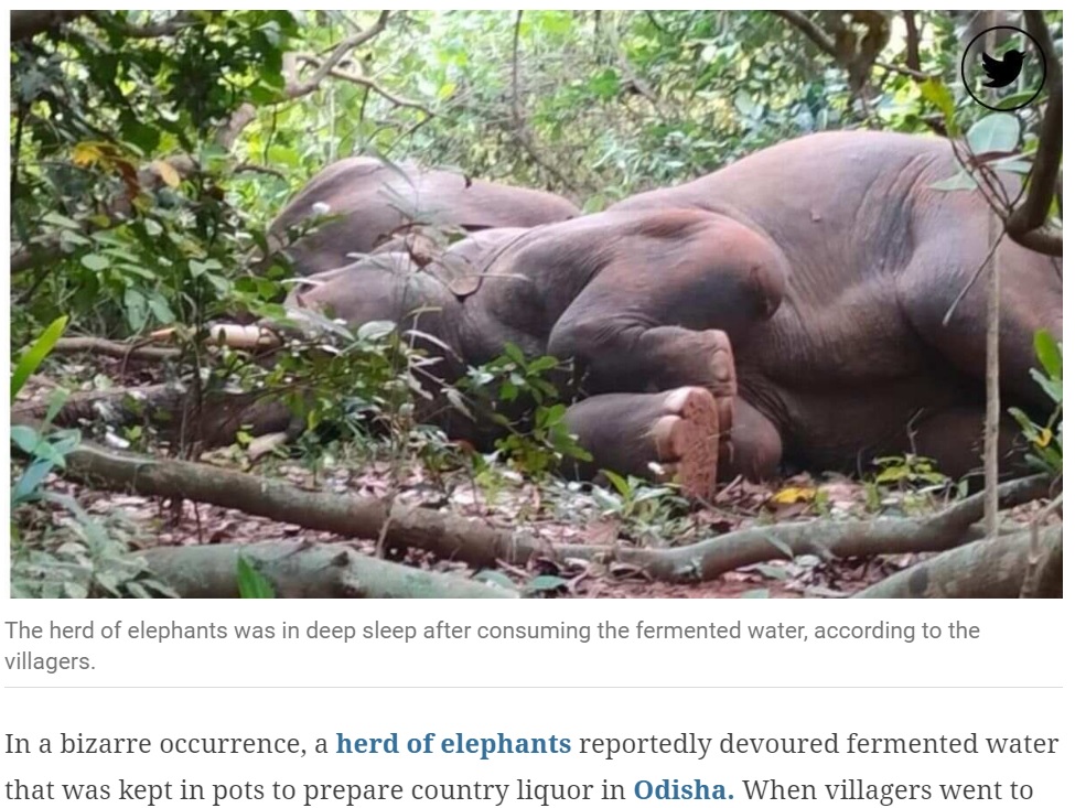 酔っぱらって熟睡するゾウたち（画像は『The Indian Express　2022年11月12日付「Elephant herd gets ‘drunk’ consuming fermented water in Odisha. Forest officials beat drums to wake them up」』のスクリーンショット）