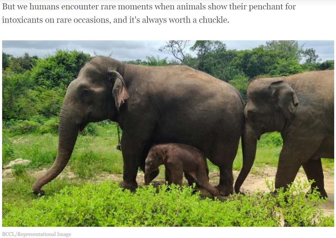 ゾウの群れがお酒の香りに誘われる？（画像は『Indiatimes.com　2022年11月10日付「24 Elephants Get High On Local Liquor in Odisha, Found In Deep Sleep By Locals」（BCCL/Representational Image）』のスクリーンショット）