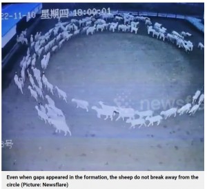 12日間連続で続いた奇妙な現象（画像は『Metro　2022年11月16日付「Flock of sheep filmed trotting round in a circle continuously for 12 days」（Picture: Newsflare）』のスクリーンショット）