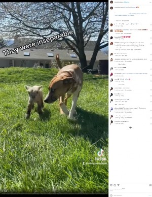 【海外発！Breaking News】母親に拒絶された子羊を瞬時に受け入れたメス犬、2匹はベストフレンドに（米）＜動画あり＞