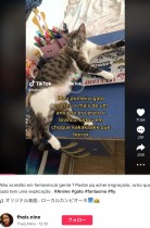 【海外発！Breaking News】TikTokのAIマンガフィルターで何もない場所に亡き愛猫の姿が出現　飼い主衝撃（ブラジル）