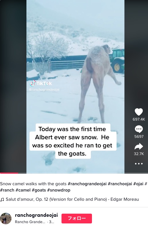 雪を見てはしゃぐアルバート（画像は『Rancho Grande Ojai　2022年12月13日付TikTok「Snow camel walks with the goats」』のスクリーンショット）