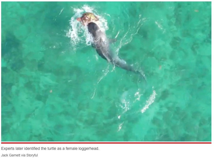 もはや絶体絶命のウミガメ（画像は『New York Post 2022年12月7日付「Turtle fights off shark during ocean battle in western Australia」（Jack Garnett via Storyful）』のスクリーンショット）