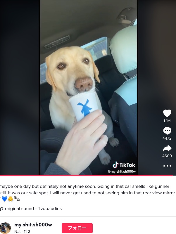 汚れには亡くなった愛犬の思い出が詰まっていた（画像は『Nat　2022年11月2日付TikTok「maybe one day but definitely not anytime soon.」』のスクリーンショット）