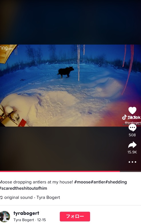 頭の角が落ちて驚くヘラジカ（画像は『Tyra Bogert　2022年12月15日付TikTok「Moose dropping antlers at my house!」』のスクリーンショット）