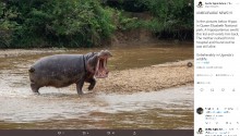 【海外発！Breaking News】カバに丸飲みにされそうになった2歳児、ギリギリで吐き出されて助かる（ウガンダ）