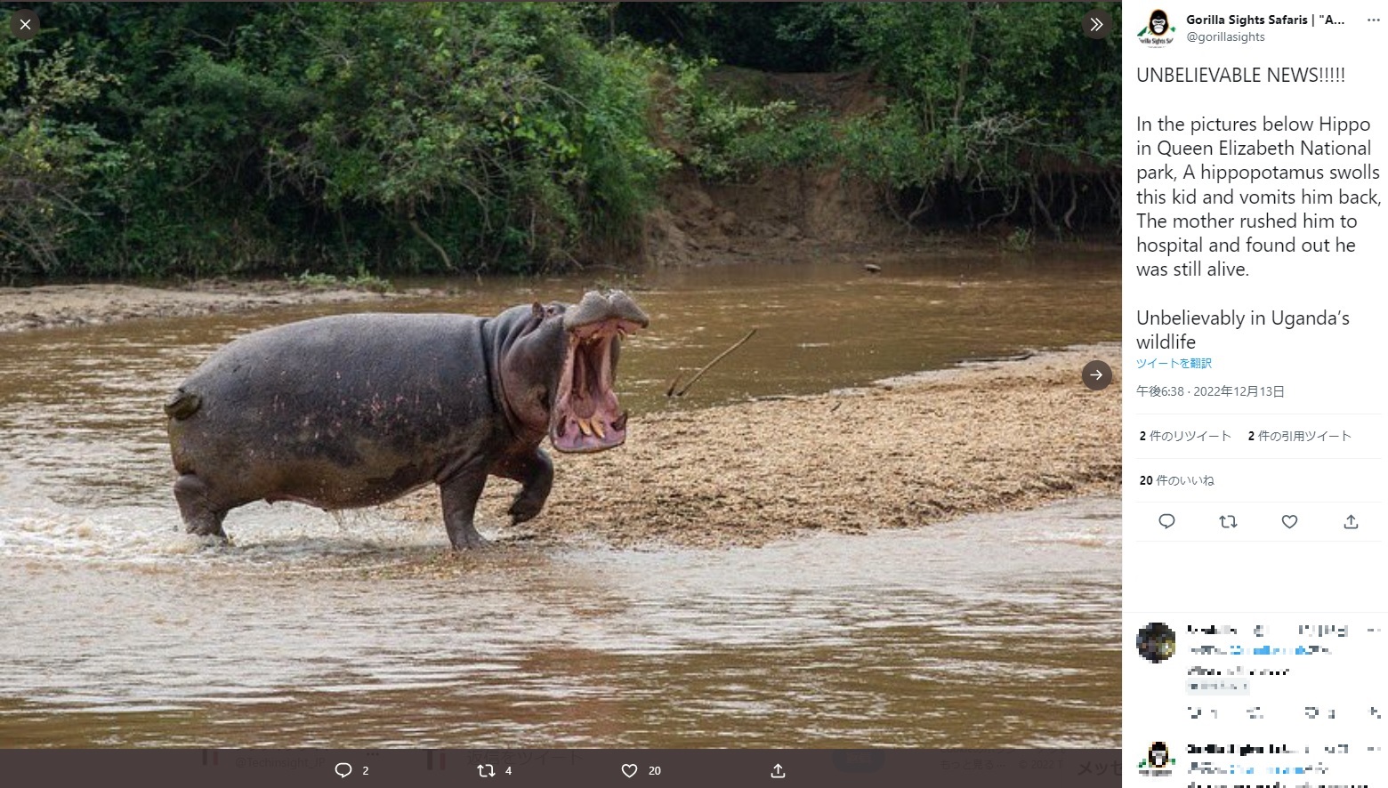 湖のそばで遊んでいた2歳男児を野生のカバが襲う（画像は『Gorilla Sights Safaris | “ADVENTURE FOR MEMORIES”　2022年12月13日付Twitter「UNBELIEVABLE NEWS!!!!!」』のスクリーンショット）