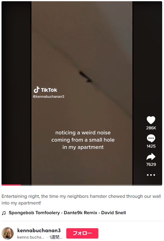 壁の隙間から聞こえる奇妙な音の正体は？（画像は『kenna buchanan　2022年12月9日付TikTok「Entertaining night, the time my neighbors hamster chewed through our wall into my apartment!」』のスクリーンショット）