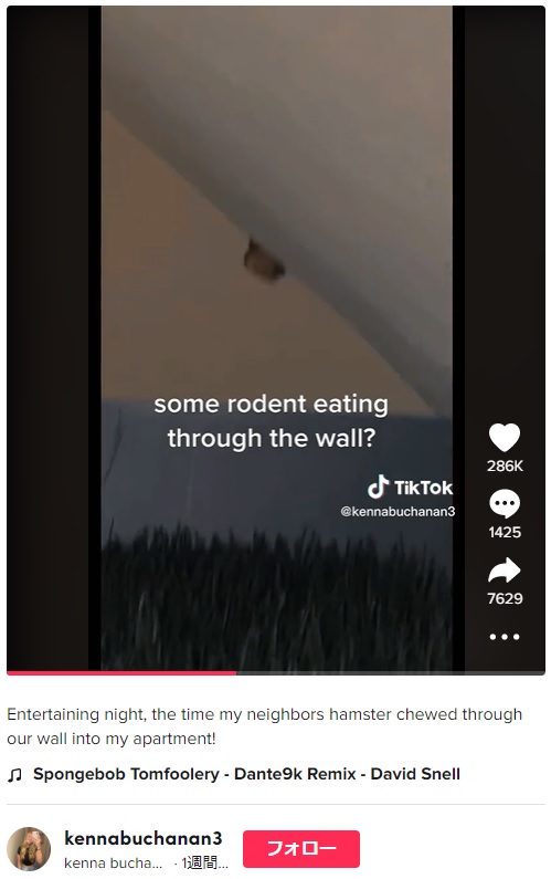 次第に大きくなる穴に恐怖を感じたケンナさん（画像は『kenna buchanan　2022年12月9日付TikTok「Entertaining night, the time my neighbors hamster chewed through our wall into my apartment!」』のスクリーンショット）
