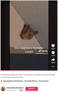 カメラを見つめるハムスターの“リンダ”（画像は『kenna buchanan　2022年12月9日付TikTok「Entertaining night, the time my neighbors hamster chewed through our wall into my apartment!」』のスクリーンショット）