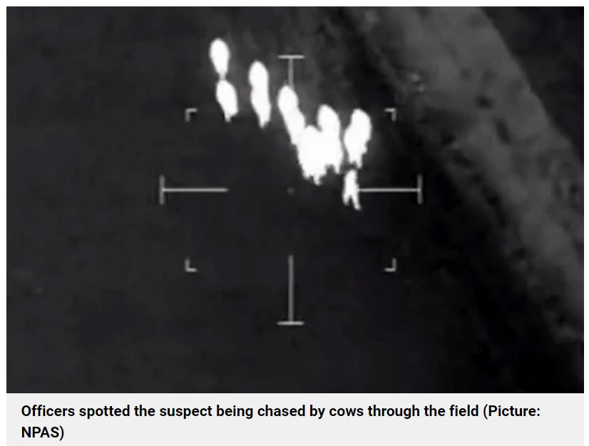 男の後を追いかける牛の群れ（画像は『Metro　2022年12月7日付「Cows filmed herding man on the run into arms of the police at edge of field」（Picture: NPAS）』のスクリーンショット）