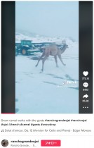 【海外発！Breaking News】初めての雪に興奮するラクダ、嬉しくて子犬のように飛び跳ね回る（米）＜動画あり＞