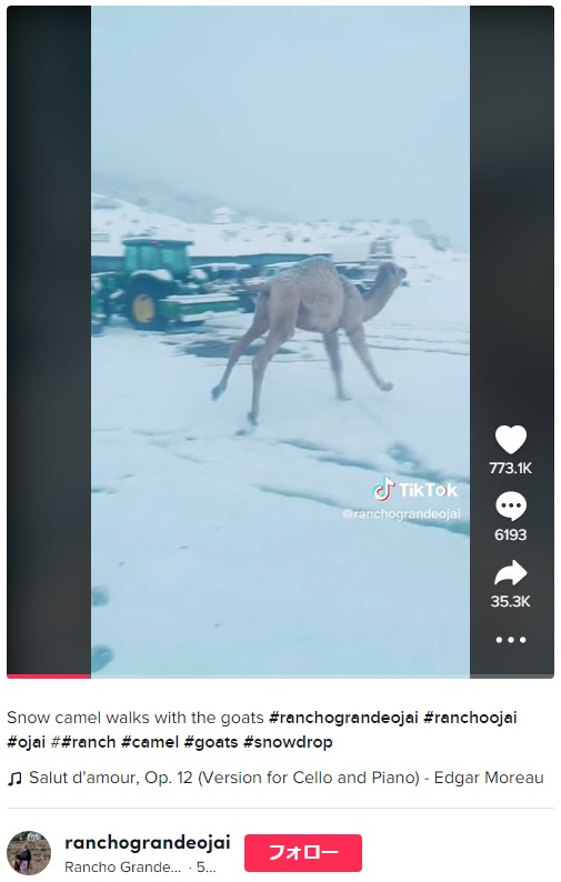 興奮して駆け回るラクダ（画像は『Rancho Grande Ojai　2022年12月13日付TikTok「Snow camel walks with the goats」』のスクリーンショット）