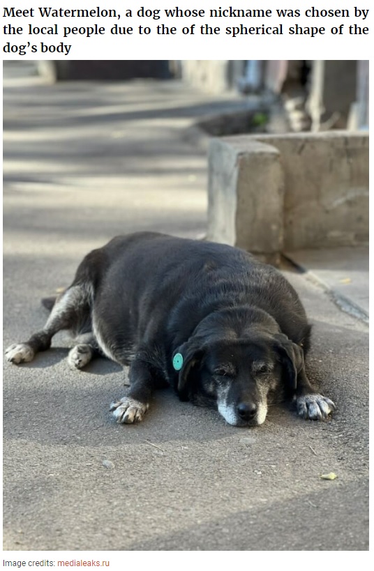 同じ場所でエサを待つウォーターメロン（画像は『Bored Panda　2022年11月28日付「This Dog Is A Local Landmark In Tbilisi, Georgia With A Personal Google Maps Mark And Positive Reviews」（Image credits: medialeaks.ru）』のスクリーンショット）