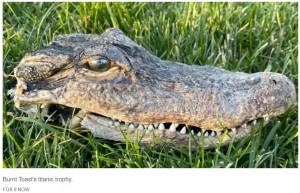 トーストが持って帰ってきたワニの頭部（画像は『New York Post　2022年12月1日付「‘That’s not a fish’: Black cat drags alligator head into house」（FOX 6 NOW）』のスクリーンショット）