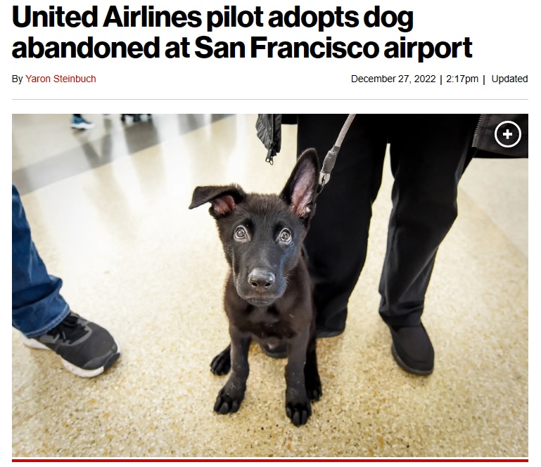 海外旅行中に空港で飼い主に捨てられてしまった子犬（画像は『New York Post　2022年12月27日付「United Airlines pilot adopts dog abandoned at San Francisco airport」（United Airlines）』のスクリーンショット）