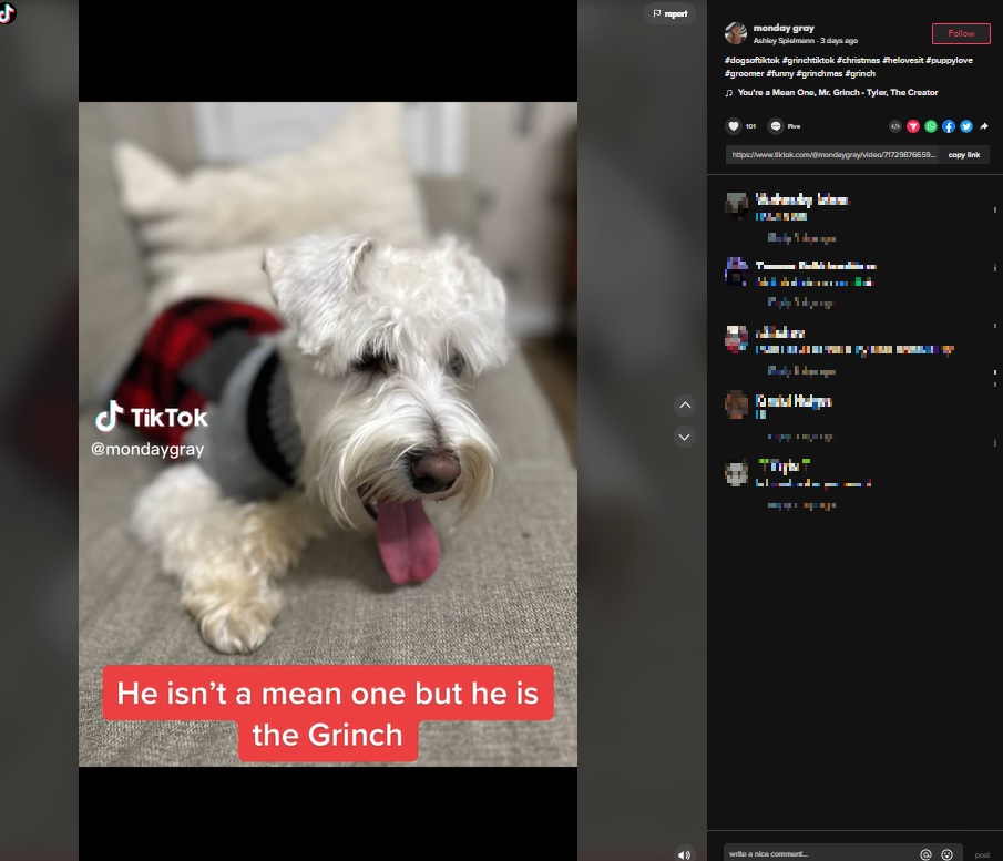 もともとは白い被毛のミニチュア・シュナウザー（画像は『Ashley Spielmann　2022年12月4日付TikTok「＃dogsoftiktok ＃grinchtiktok」』のスクリーンショット）