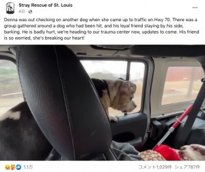 救助の車に乗せられた後もオス犬が心配でならないメス犬（画像は『Stray Rescue of St. Louis　2023年1月2日付Facebook「Donna was out checking on another dog when she came up to traffic on Hwy 70.」』のスクリーンショット）