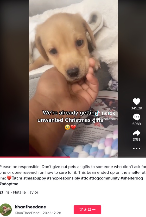 クリスマスプレゼントにされて数日後に捨てられた子犬（画像は『KhanTheeDane　2022年12月28日付TikTok「Please be responsible.」』のスクリーンショット）