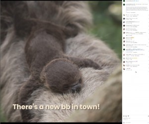 生後2週間ほどの赤ちゃん（画像は『Mandai Wildlife Reserve　2022年10月4日付Instagram「Bb watch alert!」』のスクリーンショット）