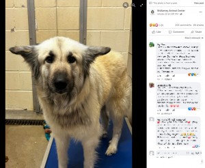 保護されたばかりのリロ（画像は『McKamey Animal Center　2023年1月25日付Facebook「Edit: Lilo’s mom has been located and we are working with the family.」』のスクリーンショット）