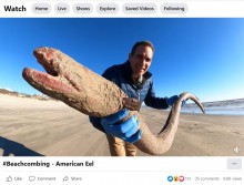 【海外発！Breaking News】体長120cm超の“モンスター”！　絶滅危惧種の「アメリカウナギ」米テキサス湾岸に漂着＜動画あり＞