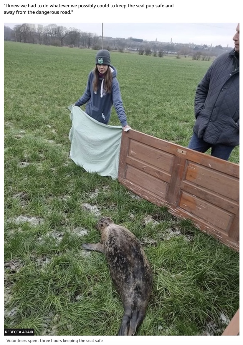 アザラシが逃げないようにドアなどで囲むことに（画像は『BBC　2023年1月25日付「Lost seal pup found in field miles away from sea」（REBECCA ADAIR）』のスクリーンショット）