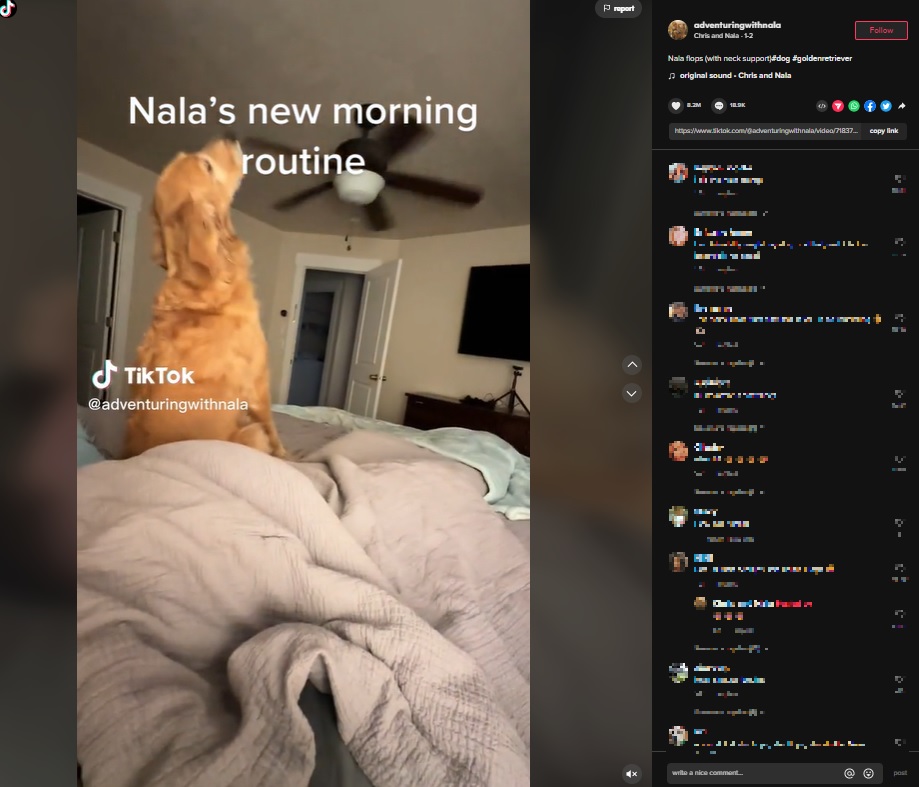 飼い主を信頼し後ろに倒れる犬（画像は『Chris and Nala　2023年1月2日付TikTok「Nala flops」』のスクリーンショット）