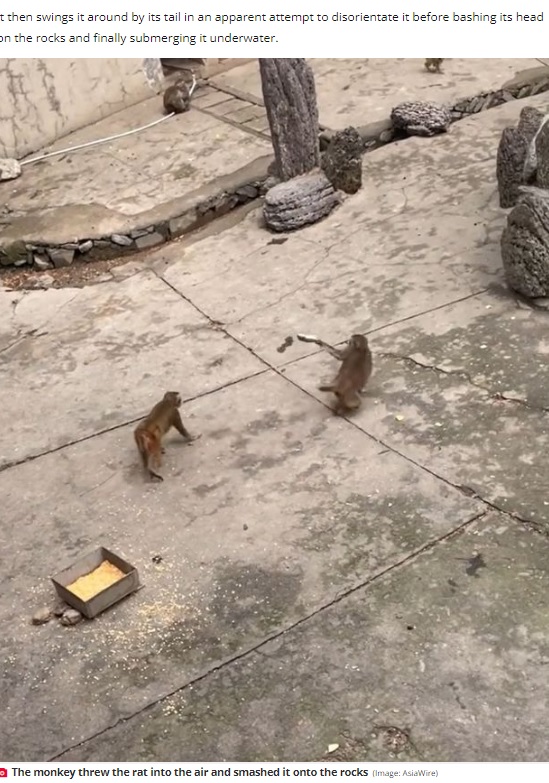 餌を盗みに来たネズミを捕まえた猿（画像は『The Daily Star　2023年1月5日付「Bloodthirsty monkeys bash rat against rocks for stealing food before trying to drown it」（Image: AsiaWire）』のスクリーンショット）