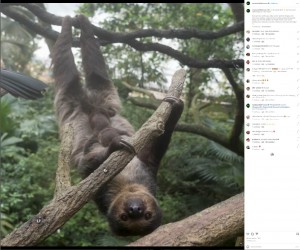 逆さまのインディゴにしがみつく赤ちゃん（画像は『Mandai Wildlife Reserve　2022年10月4日付Instagram「Bb watch alert!」』のスクリーンショット）