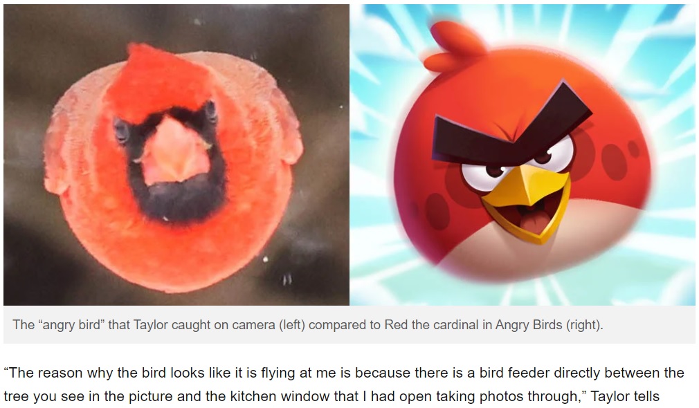 “アングリーバード”にそっくり！（画像は『PetaPixel　2023年1月17日付「Photographer Catches ‘Angry Bird’ in Real-Life」』のスクリーンショット）