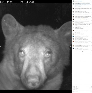 真剣な表情を見せるクマ（画像は『Open Space and Mountain Parks　2022年11月27日付Instagram「This bear discovered the ranger’s wildlife camera Wednesday night.」』のスクリーンショット）