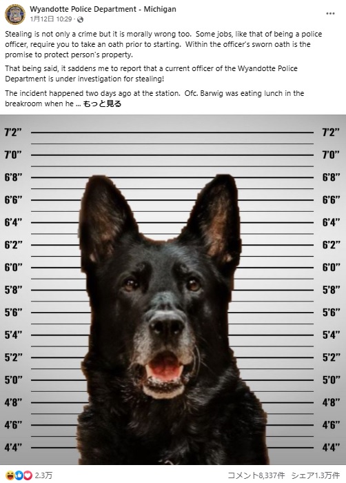 サンドイッチを盗んだ疑いがかけられた警察犬（画像は『Wyandotte Police Department - Michigan　2023年1月12日付Facebook「Stealing is not only a crime but it is morally wrong too.」』のスクリーンショット）